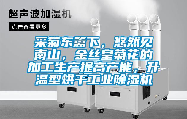 采菊東籬下，悠然見南山，金絲皇菊花的加工生產提高產能，升溫型烘幹工業草莓视频下载网址